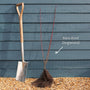 Common Dogwood | Cornus sanguinea 'Midwinter Fire' Shrubs