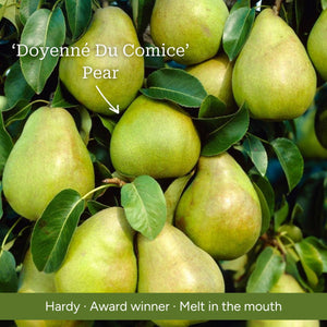 Patio Pear Tree Trained Fruit Trees