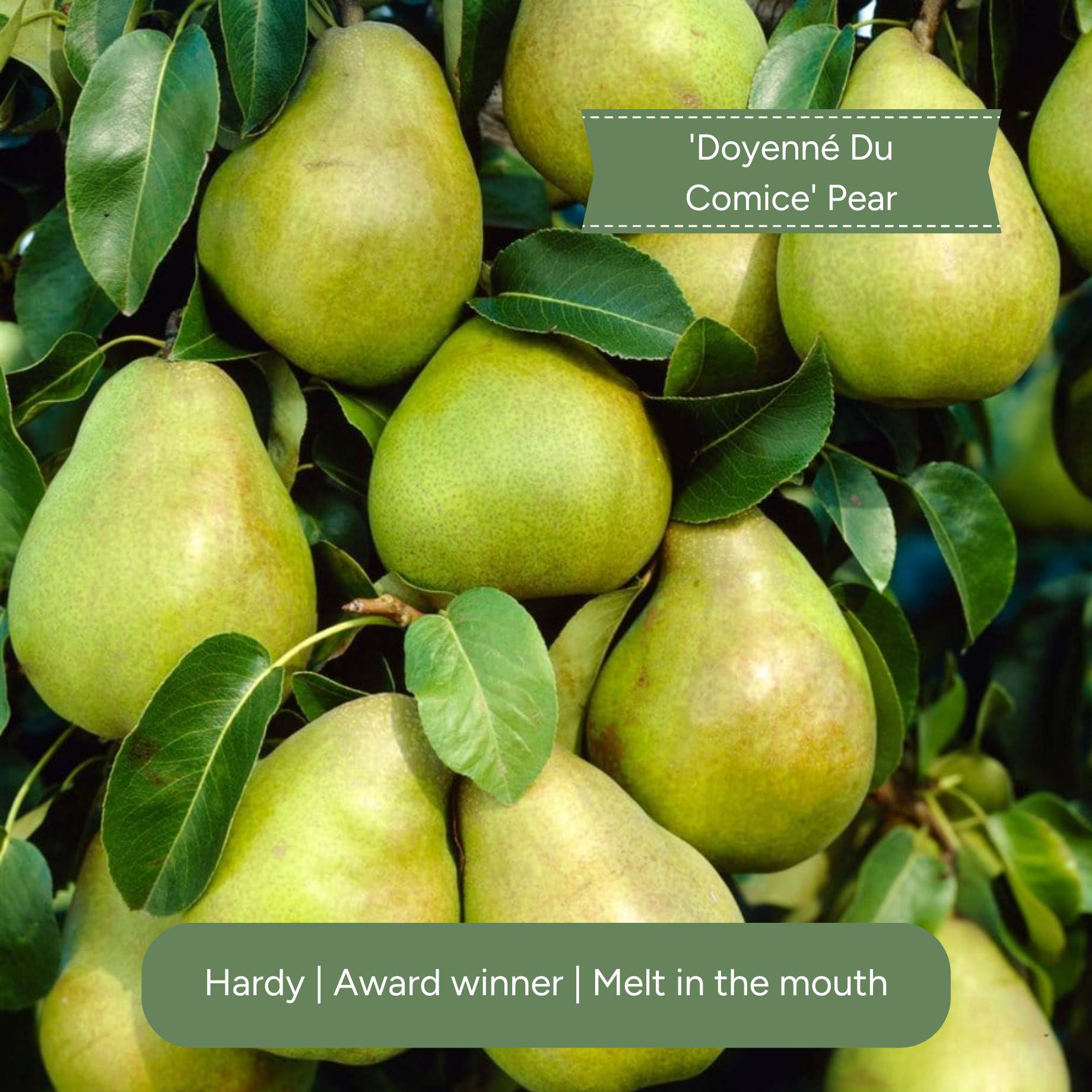 Patio Pear Tree – Roots Plants