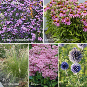 Drought-Tolerant Plants | Low Water, High Impact Perennial Bedding