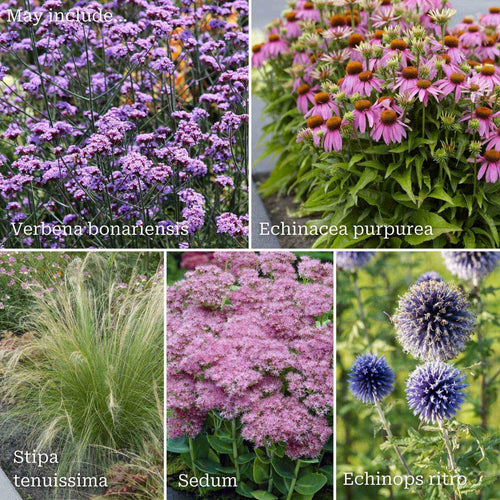 Drought-Tolerant Plants | Low Water, High Impact Perennial Bedding