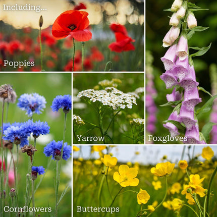 Long-Flowering Wildflower Meadow Plugs | Annual & Perennial Mix Perennial Bedding