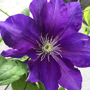 Clematis 'The Duchess of Cornwall' Climbing Plants