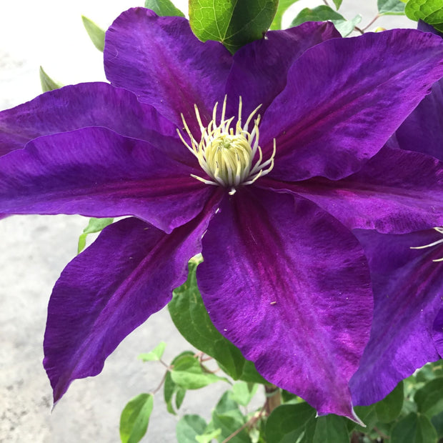 Clematis 'The Duchess of Cornwall' Climbing Plants