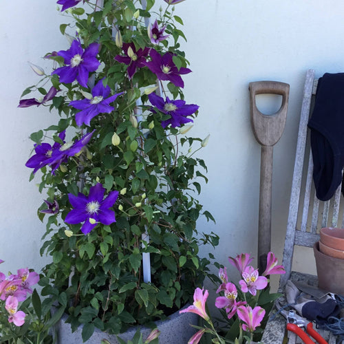Clematis 'The Duchess of Cornwall' Climbing Plants