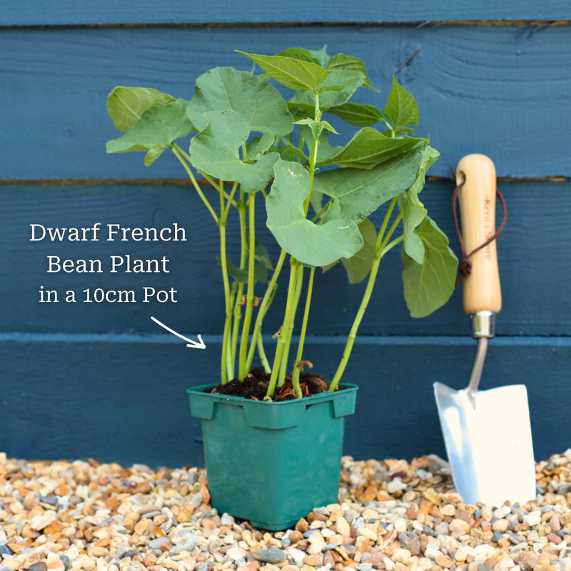 'Canadian Wonder' Dwarf French Bean Plant Vegetables