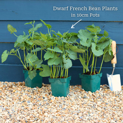 'Canadian Wonder' Dwarf French Bean Plant Vegetables