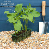 'Tendergreen' Dwarf French Green Bean Plants Vegetables
