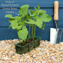 'Tendergreen' Dwarf French Green Bean Plants Vegetables