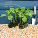 'Tendergreen' Dwarf French Green Bean Plants Vegetables
