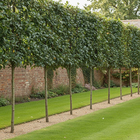Pleached Ebbinge's Silverberry Tree | Elaeagnus x ebbingei Ornamental Trees