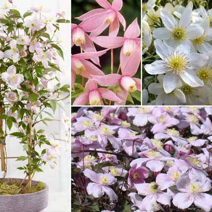 Easy Clematis Collection | No Pruning Needed Climbing Plants