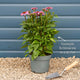 Echinacea 'SunSeekers Salmon' Perennial Bedding