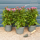 Echinacea 'SunSeekers Salmon' Perennial Bedding