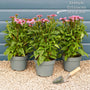 Echinacea 'SunSeekers Salmon' Perennial Bedding