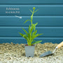 Echinacea 'Parrot' Perennial Bedding