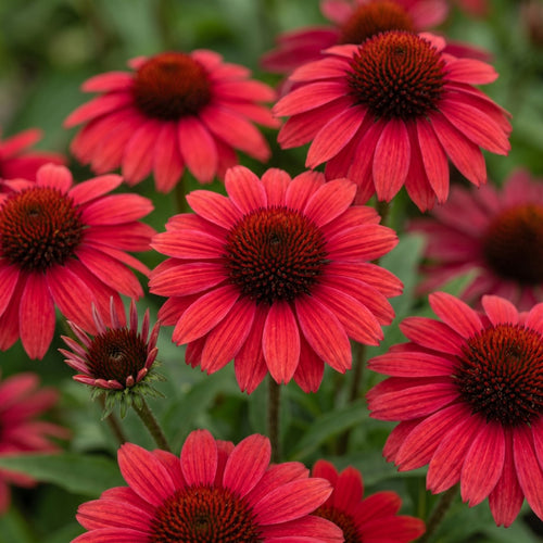 Echinacea 'Mooodz Devotion' Perennial Bedding