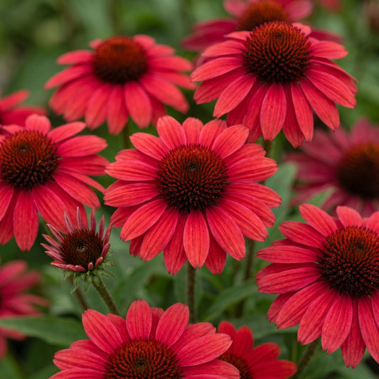 Echinacea 'Mooodz Devotion' Perennial Bedding
