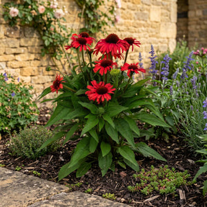Echinacea 'Mooodz Devotion' Perennial Bedding