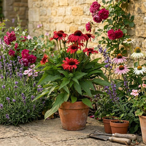 Echinacea 'Mooodz Devotion' Perennial Bedding