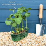 'Summer Shell' Edamame Bean Plants Vegetables