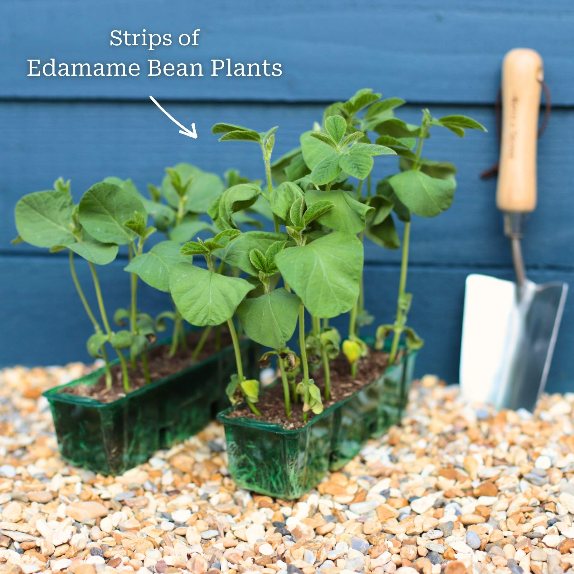 Empty Edemame Shell Edamame Plants Uk