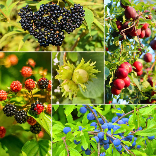 A Completely Edible Hedge Shrubs