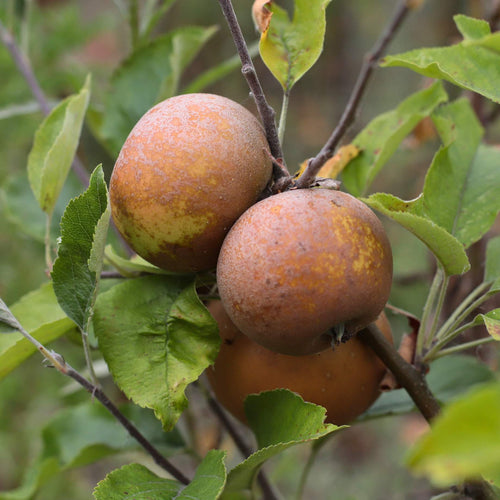 'Egremont Russet' Apple Tree Fruit Trees