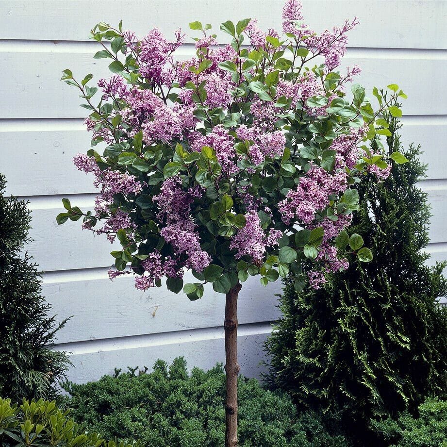 Syringa Tree Roots Patio Lilac Tree | Syringa meyeri 'Palibin' – Roots Plants