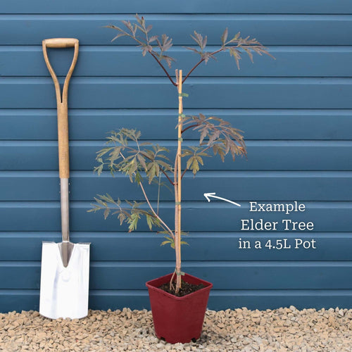 Black Elderberry | Sambucus 'Black Lace' Shrubs