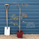 Black Elderberry | Sambucus 'Black Lace' Shrubs