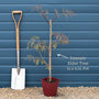 Black Elderberry | Sambucus 'Black Lace' Shrubs