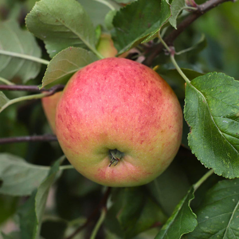'Ellison's Orange' Apple Tree Fruit Trees