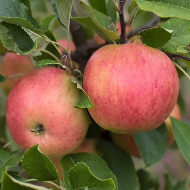 'Ellison's Orange' Apple Tree Fruit Trees