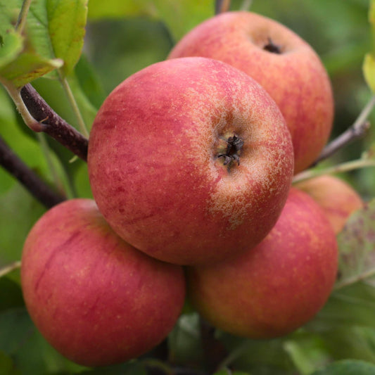 'Elstar' Apple Tree Fruit Trees