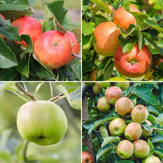 Endless Apples Collection Fruit Trees