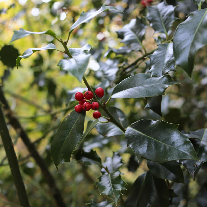 English Holly | Ilex aquifolium Ornamental Trees