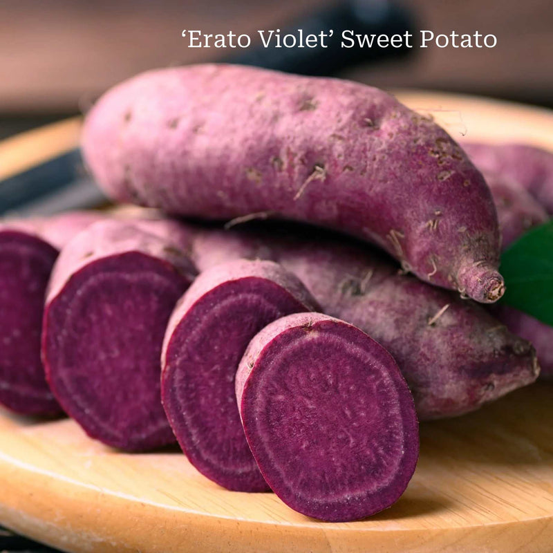 Best Sweet Potato Plants | Grower's Choice Vegetables