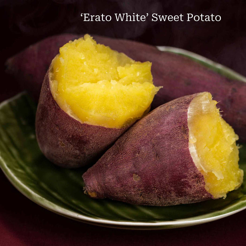 Best Sweet Potato Plants | Grower's Choice Vegetables