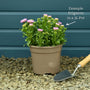 Erigeron 'Sea Breeze' Perennial Bedding