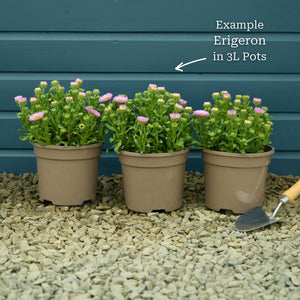 Erigeron 'Sea Breeze' Perennial Bedding