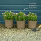 Erigeron 'Sea Breeze' Perennial Bedding