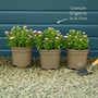 Erigeron 'Sea Breeze' Perennial Bedding