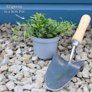 Mexican Fleabane | Erigeron karvinskianus 'Profusion' Perennial Bedding