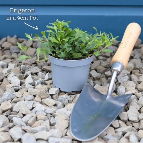 Mexican Fleabane | Erigeron karvinskianus 'Profusion' Perennial Bedding