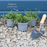 Mexican Fleabane | Erigeron karvinskianus 'Profusion' Perennial Bedding