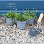 Mexican Fleabane | Erigeron karvinskianus 'Profusion' Perennial Bedding