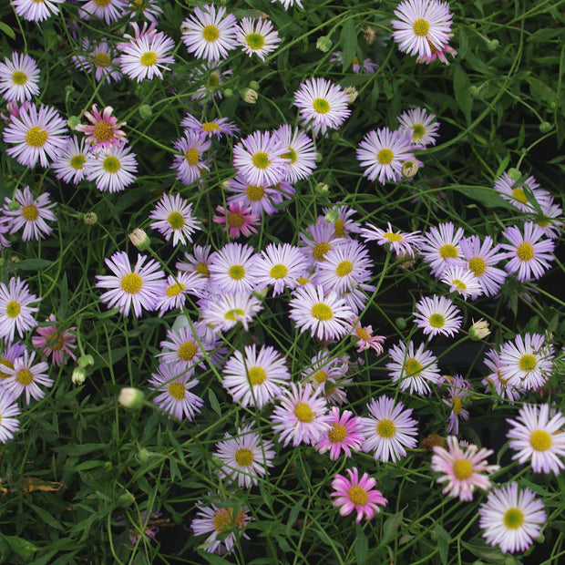 Erigeron karvinskianus 'Lavender Lady' Perennial Bedding