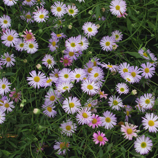 Erigeron karvinskianus 'Lavender Lady' Perennial Bedding