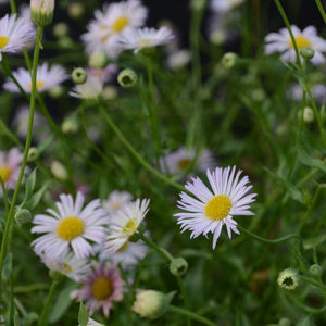 Erigeron karvinskianus 'Lavender Lady' Perennial Bedding